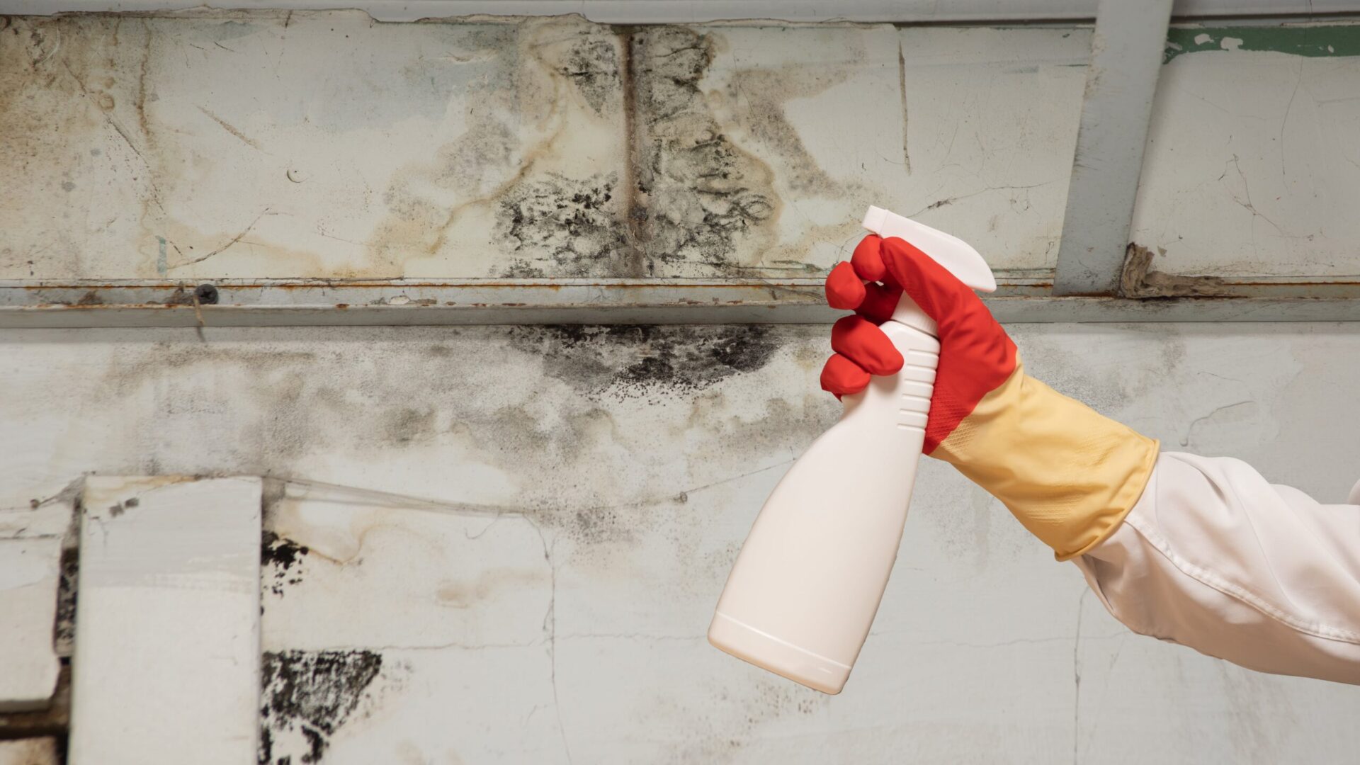  Mould cleaning services